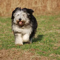 Polish Lowland Sheepdog