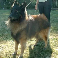 Belgian Tervuren