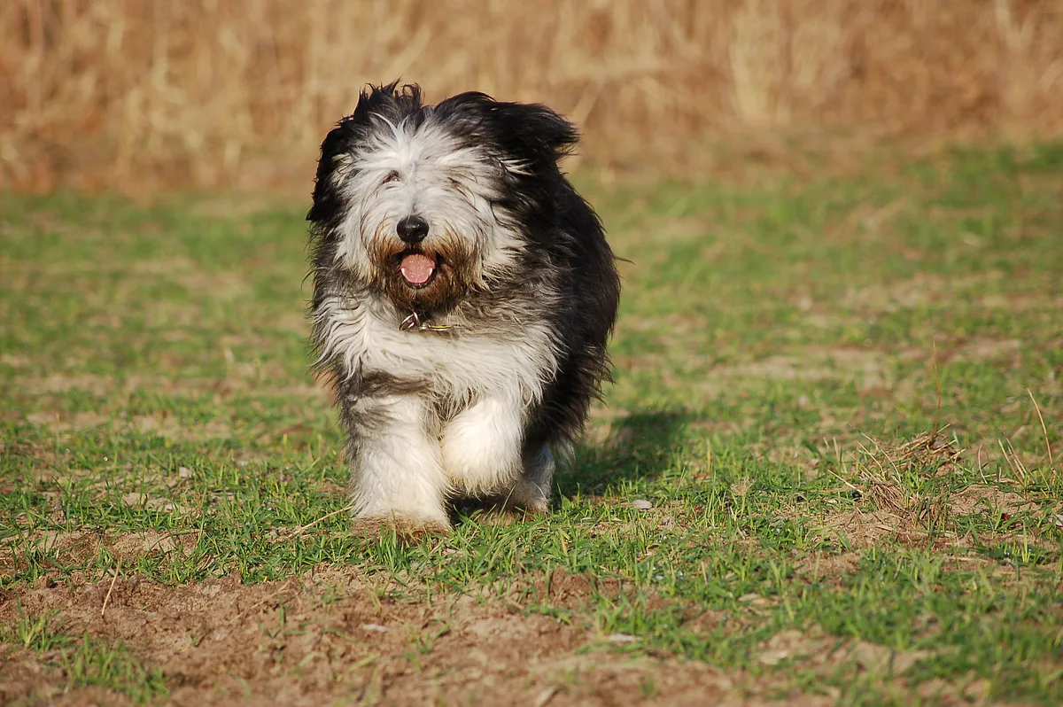 Polish Lowland Sheepdog dog, photographed by Nizina