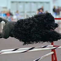 Portuguese Water Dog, picture 7 of 7