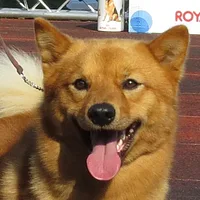Finnish Spitz, picture 4 of 10