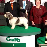 Petit Basset Griffon Vendéen, picture 9 of 9