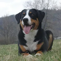Appenzeller Sennenhund