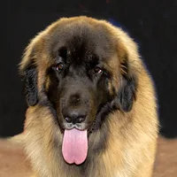 Leonberger, picture 3 of 10