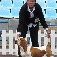 Basset Hound