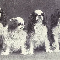 English Toy Spaniel, picture 6 of 7