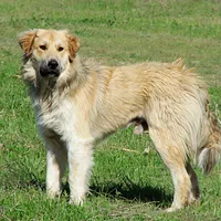 Great Pyrenees, picture 2 of 10
