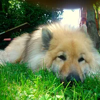 Eurasier