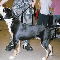 Entlebucher Mountain Dog, picture 9 of 10