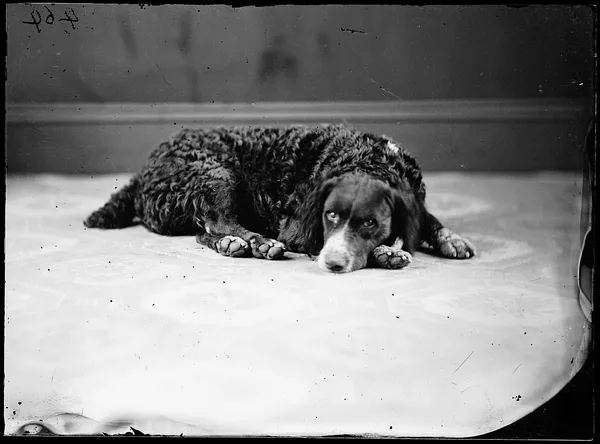 Curly-Coated Retriever