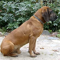 Bavarian Mountain Scent Hound, picture 4 of 9