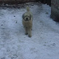 Romanian Mioritic Shepherd Dog, picture 7 of 8