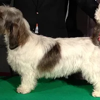 Petit Basset Griffon Vendéen, picture 2 of 9