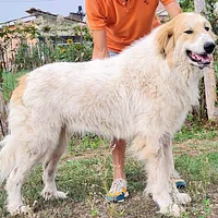 Great Pyrenees, picture 7 of 10