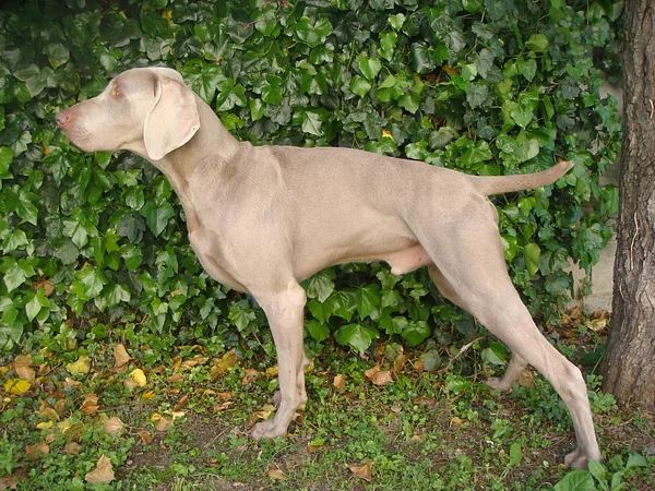 A Weimaraner