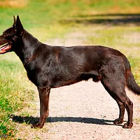 Australian Kelpie, picture 5 of 8