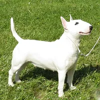 Miniature Bull Terrier, picture 6 of 9