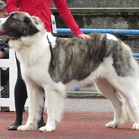 Central Asian Shepherd Dog, picture 6 of 8