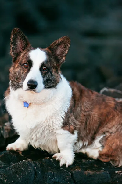 A Cardigan Welsh Corgi