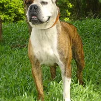 Mastiff, picture 2 of 8