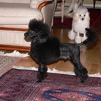 Poodle (Miniature), picture 5 of 9