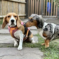 Dachshund