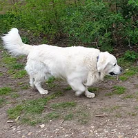 Great Pyrenees, picture 5 of 10