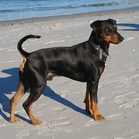 German Pinscher