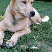 Carolina Dog, picture 3 of 6