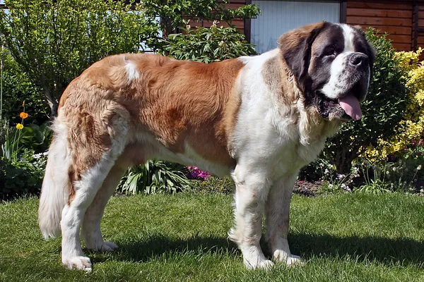 A Saint Bernard