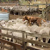 Australian Stumpy Tail Cattle Dog, picture 6 of 6