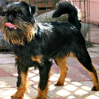 Brussels Griffon, picture 4 of 8