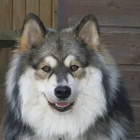 Finnish Lapphund, picture 2 of 10