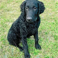 Curly-Coated Retriever, picture 5 of 9