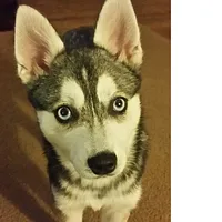 Alaskan Klee Kai, picture 6 of 10