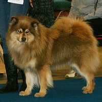 Finnish Lapphund
