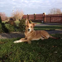Carolina Dog, picture 5 of 6
