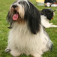 Polish Lowland Sheepdog, picture 7 of 8