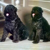 Bouvier des Flandres, picture 9 of 10