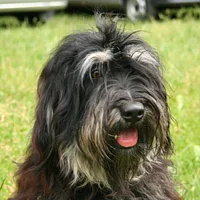 Portuguese Sheepdog, picture 3 of 10