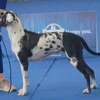 American Leopard Hound