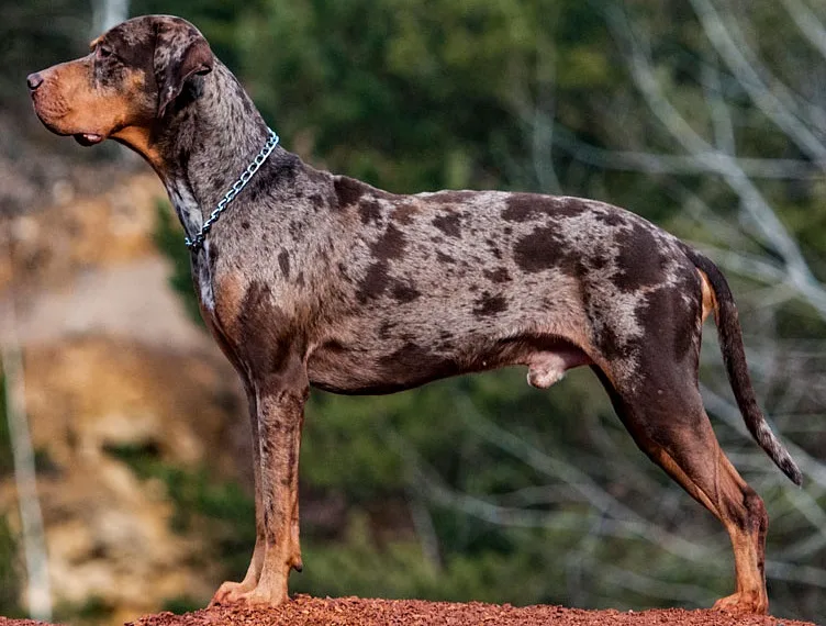 American Leopard Hound