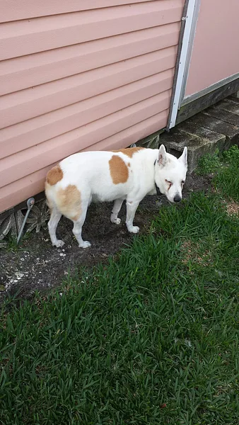 Australian Stumpy Tail Cattle Dog