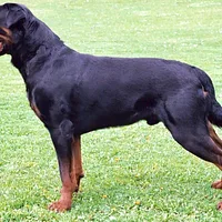 Rottweiler, picture 5 of 9