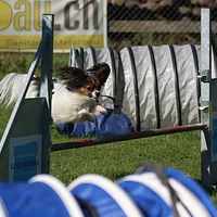 Papillon, picture 5 of 7