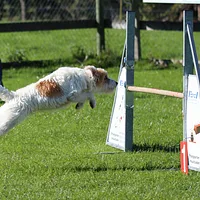 Russell Terrier, picture 8 of 9