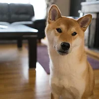 Shiba Inu, picture 6 of 9