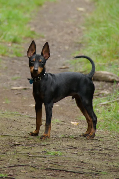 A Manchester Terrier (Toy)