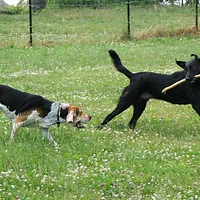 American Foxhound, picture 9 of 9