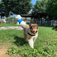 Shetland Sheepdog